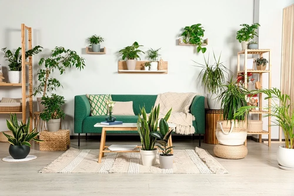 indoor plants and maintenance