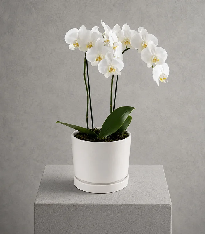 Orchid Plant